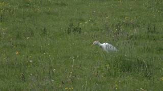 Ontdek het verschil tussen de koereiger en kleine zilverreiger [upl. by Arymahs775]