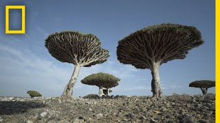 Dragons Blood Trees of Socotra Are Endangered  National Geographic [upl. by Rofotsirk]