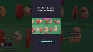 Fetal development stages  3D overview [upl. by Lerad]