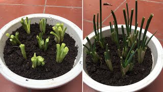 How to grow scallions by root [upl. by Yllitnahc]