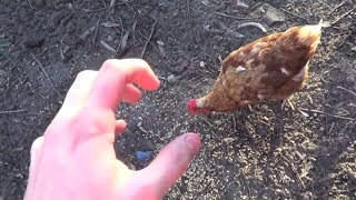 How To Fight a Chicken [upl. by Ade]