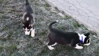 Siberian Husky Puppies for Sale [upl. by Oys]