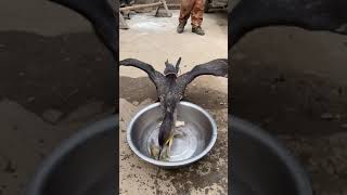 great cormorant eats the whole fish instantly [upl. by Elletse]