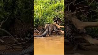 Deadly Jaguar Vs Crocodile Showdown jaguar wildlife crocodile [upl. by Inerney]