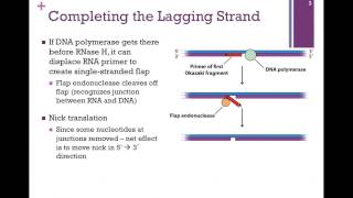 163DNA Ligase amp the Lagging Strand [upl. by Landrum]