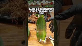 Sansevieria Masoniana leaf cuttings propagation in water plantingtips plantpropagation [upl. by Inaboy]