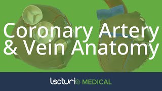 Coronary Artery amp Vein Anatomy  Cardiac Anatomy [upl. by Vonny895]