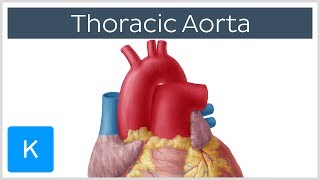 Thoracic Descending Aorta Anatomy amp Branches  Kenhub [upl. by Nosiddam32]