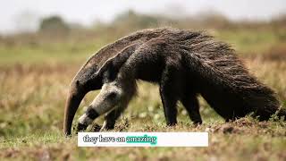 A solitary animal the giant anteater are different and amazing animals [upl. by Miculek]