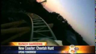 Cheetah Hunt at Busch Gardens [upl. by Cruickshank]