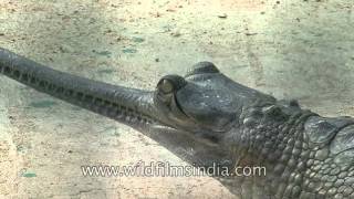 Saving the critically endangered gharial  Crocodile Centre at Deori Morena [upl. by Ennaej]