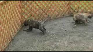 BULLMASTIFF PUPPIES PLAYING・・・ [upl. by Ilke]