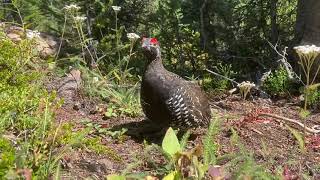 Spruce Grouse Calls male  Upclose in Banff National Park [upl. by Sada]