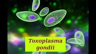 Toxoplasma gondii Toxoplasmosis Life cycle Diagnosis Treatment Toxoplasma gondii Toxoplasmosis [upl. by Rihana]