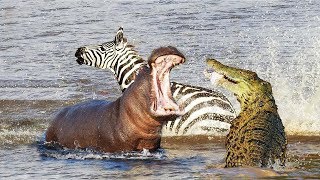 Angry Hippo Attack Crocodile Save Zebra Horse  Hippo vs Crocodile  Aniamals Save Another Animals [upl. by Tutt]