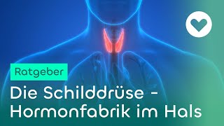 Die Schilddrüse  Hormonfabrik im Hals  Campus Gesundheit [upl. by Ahtinak]