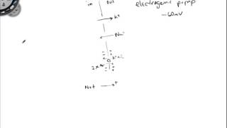 Electrogenic Ion Pump [upl. by Ecylahs673]