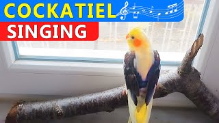 my cockatiel bird singing and dancing  mati bird my cute cockatiel [upl. by Christa]