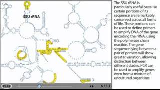 Phylogenetic tree animation [upl. by Iru24]