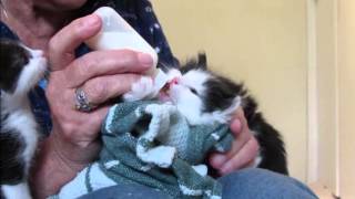 403 MommaCat Lily Bottle Feeding 4 Week Old Kittens [upl. by Lewes]