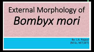 External morphology of Bombyx mori [upl. by Wampler]