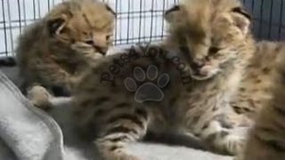 Serval  Kittens for Sale by Pets4Youcom [upl. by Trebloc331]