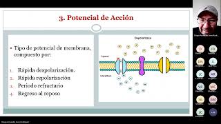 Potencial de Acción fundamentos de la comunicación neuronal [upl. by Gabey539]