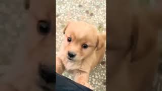 Cute puppy dog barking cute dogbarking doglover shorts viralshortspuppy funnypets4kofficial [upl. by Helban]