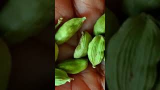 How to grow Cardamom plant from seed  How to Care Green Cardamom  Choti Sabz Elaichi ki kasht [upl. by Ayouqes]