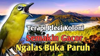 Terapi Pleci Koloni Semakin Gacor Ngalas Buka Paruh  Simulasi Lomba Pleci pleci terapipleci [upl. by Gualterio]