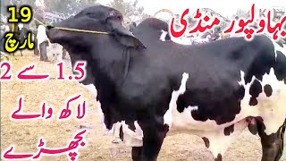 Today Fresh Bahawalpur Cow Mandi Qurbani 2024 Sahiwal Cholistani Bachre  Global Village Farming [upl. by Arata]