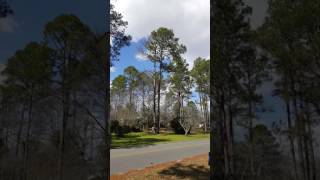 New Leaf Landscaping LLC Reynolds Ga tree removal [upl. by Corrine]