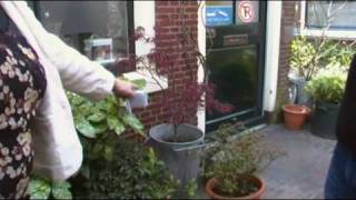 Secret Gardens and Cats Galore Haarlem pt 1 Near Amsterdam Netherlands [upl. by Eleirbag]