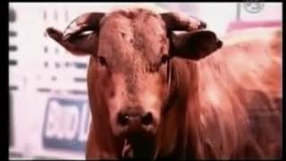 Bodacious worlds most dangerous Rodeo bull [upl. by Acinyt796]