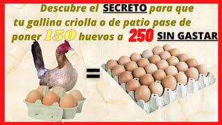 ¿Cómo hacer que tu gallina criolla o de patio pase de poner 150 huevos a 250 huevos al año GRATIS [upl. by Killoran]