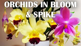 Orchids in Bloom amp Spike October 2019 [upl. by Ahusoj]