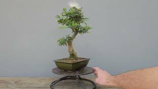 Bonsai Calliandra Branca 6 Anos [upl. by Arymat]