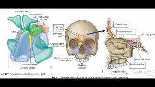 Paranasal sinuses [upl. by Eddra]