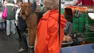 Airedale Terrier in Crufts 2017 [upl. by Amorita]