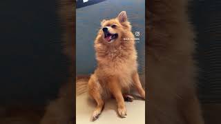 Hold me while you wait …🐶🐶🐶🐶🐶🐶🐶🐶🐶 cuteanimals trandindreels trandingvideo doglover [upl. by Madora360]