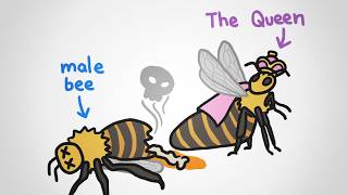 Why There Are No King Bees [upl. by Anecuza]