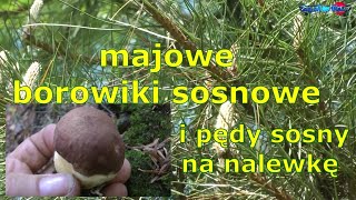 majowe borowiki sosnowe i pędy sosny [upl. by Irik675]