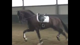 2016 KWPN dressage stallion   Dressurhengst  wwwsporthorsesonlinecom [upl. by Lawlor375]