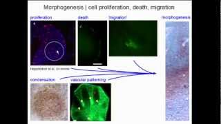 Macroevolution Research [upl. by Aryaz]