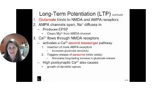 Long term Potentiation [upl. by Cantu995]