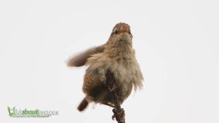 Wren Troglodytes troglodytes [upl. by Henrieta307]