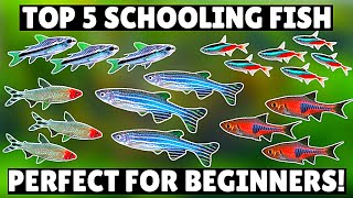 Top 5 BEST Schooling Aquarium Fish for Beginners [upl. by Lyckman]