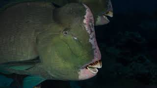 Facts The Humphead Parrotfish [upl. by Isnyl]