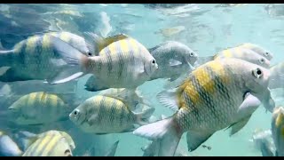 Swimming with fishes and corals in Ubatuba [upl. by Acisey]