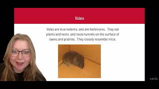 Voles VS Moles [upl. by Ajoop]